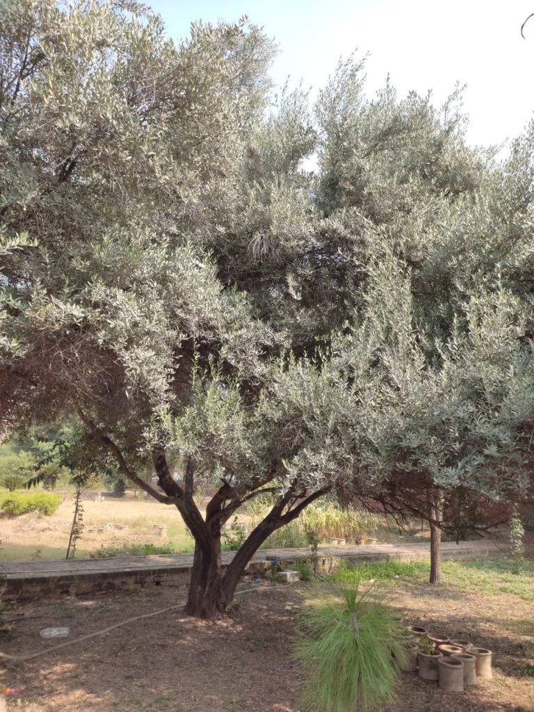 A picture showing why my Olive Leaves Are Curling