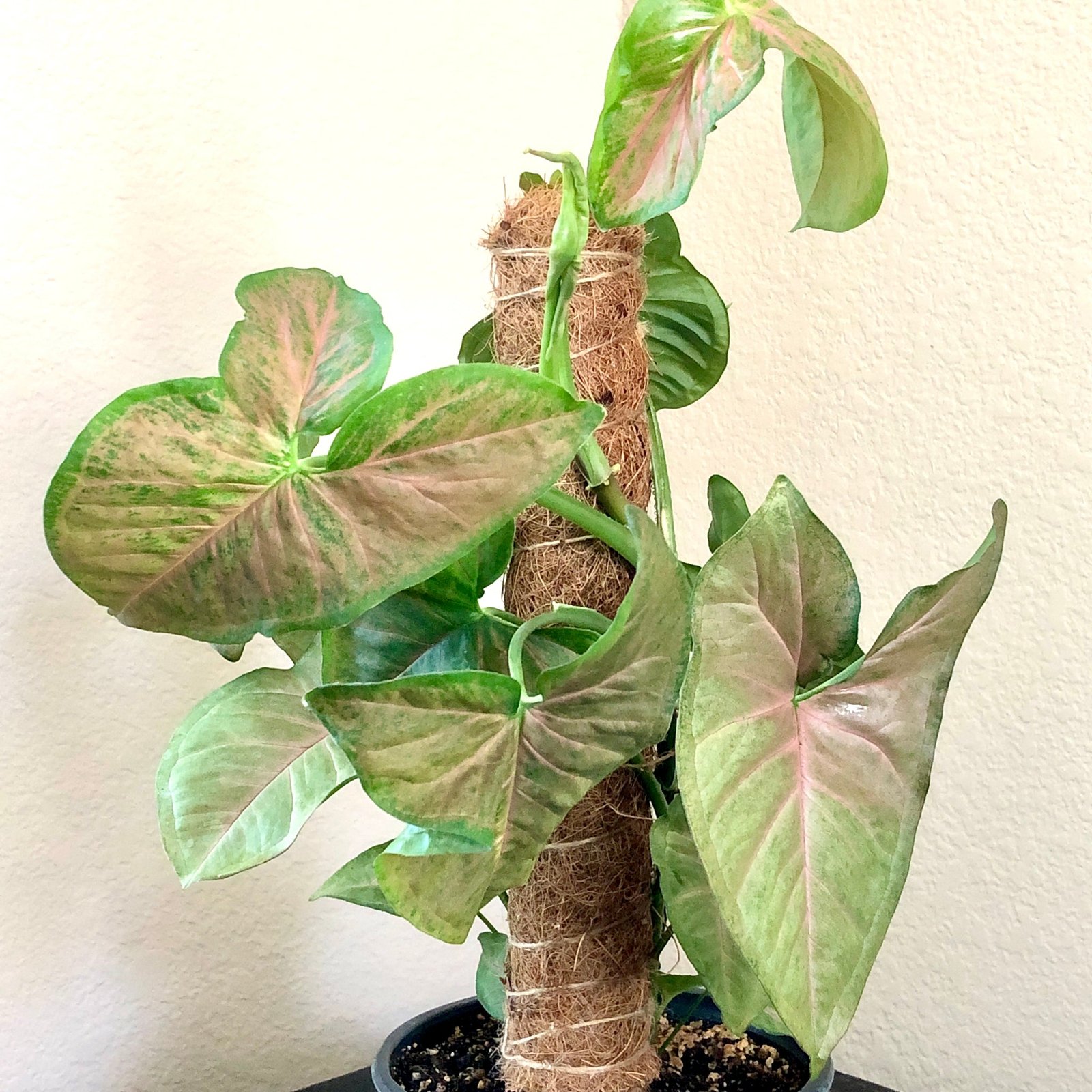 Image of the African evergreen