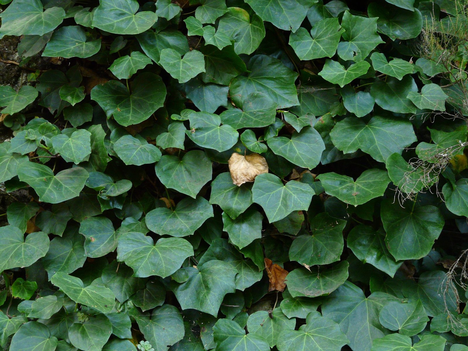Image of the Algerian ivy