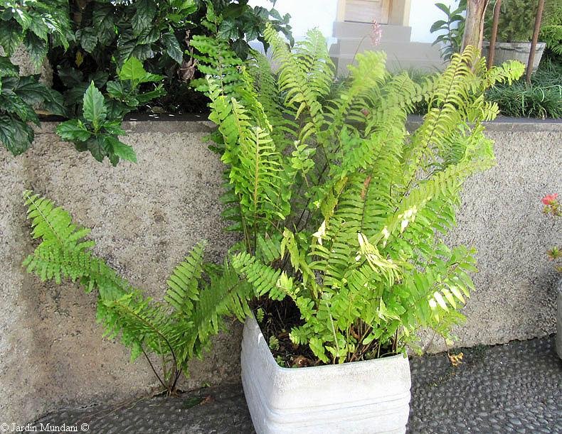 Image of the Boston fern
