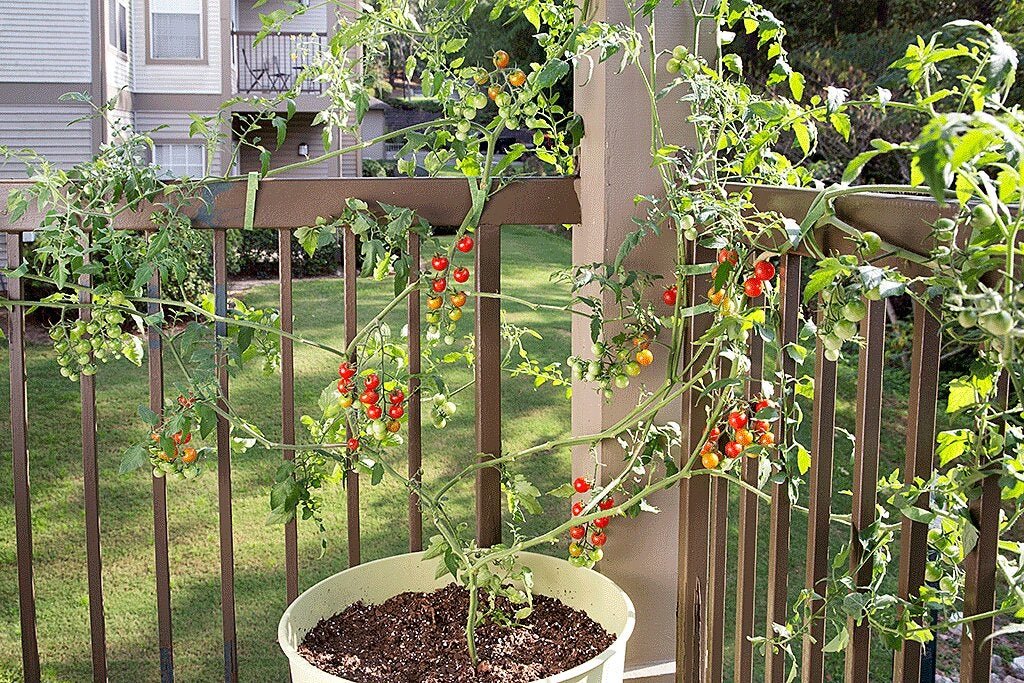 How to Grow Cherry Tomatoes in a Pot
