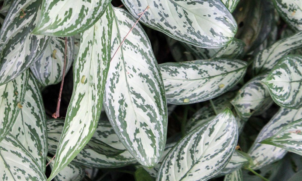 Image of the Chinese Evergreen