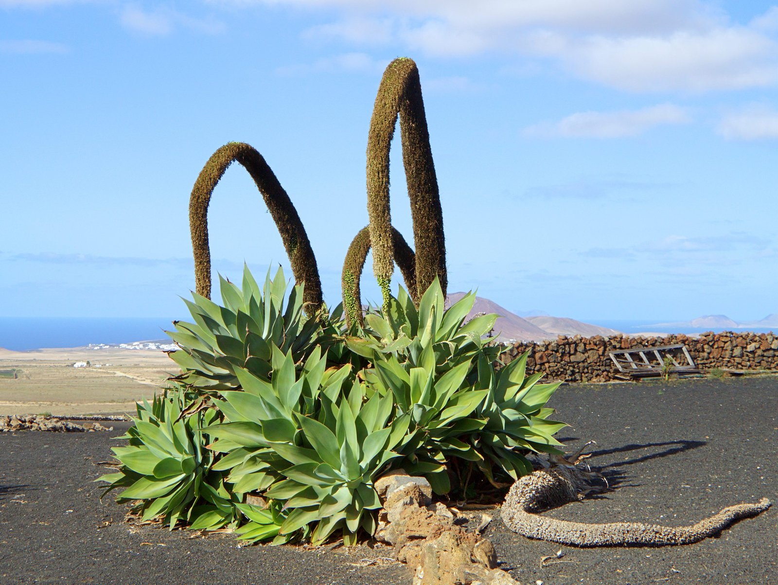 Image of the Dragon-tree Agave