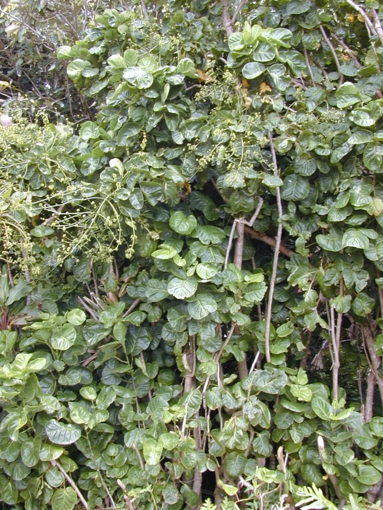 Image of the Fabian Aralia