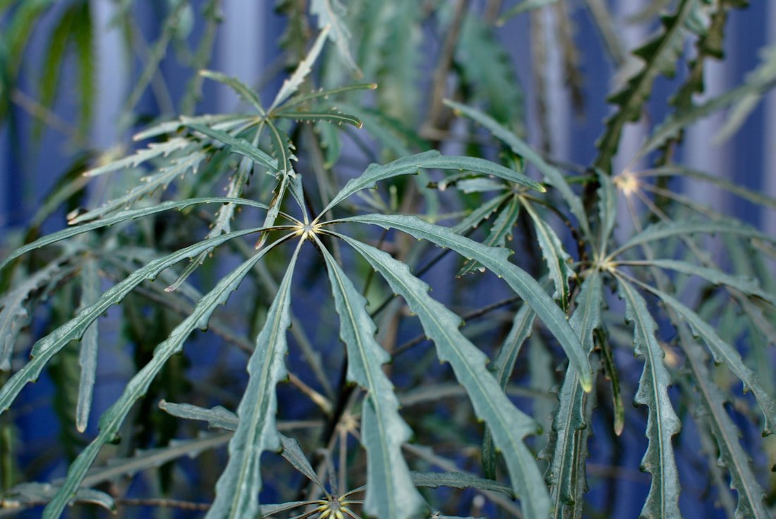 Image of the False aralia