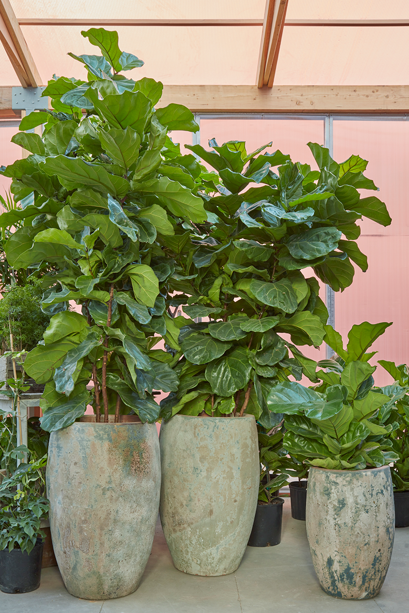 Image of the Fidleleaf fig