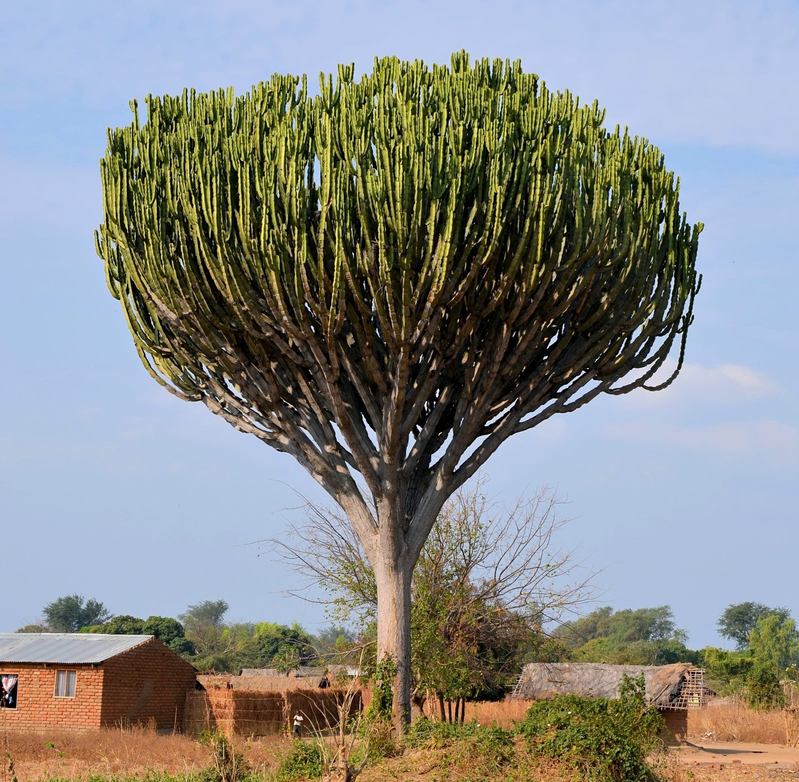 Image of the Giant Candelabra tree