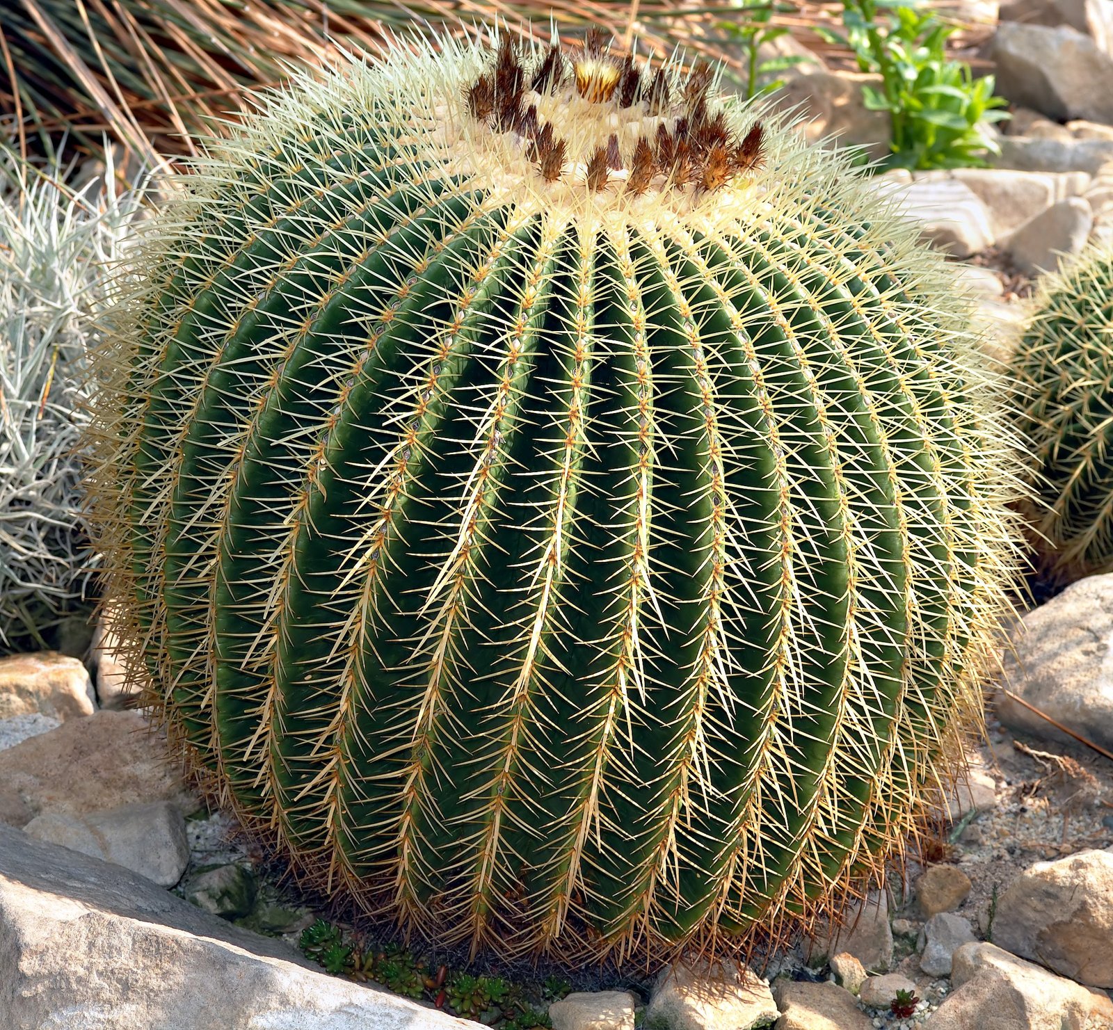 Image of the Golden Barrel
