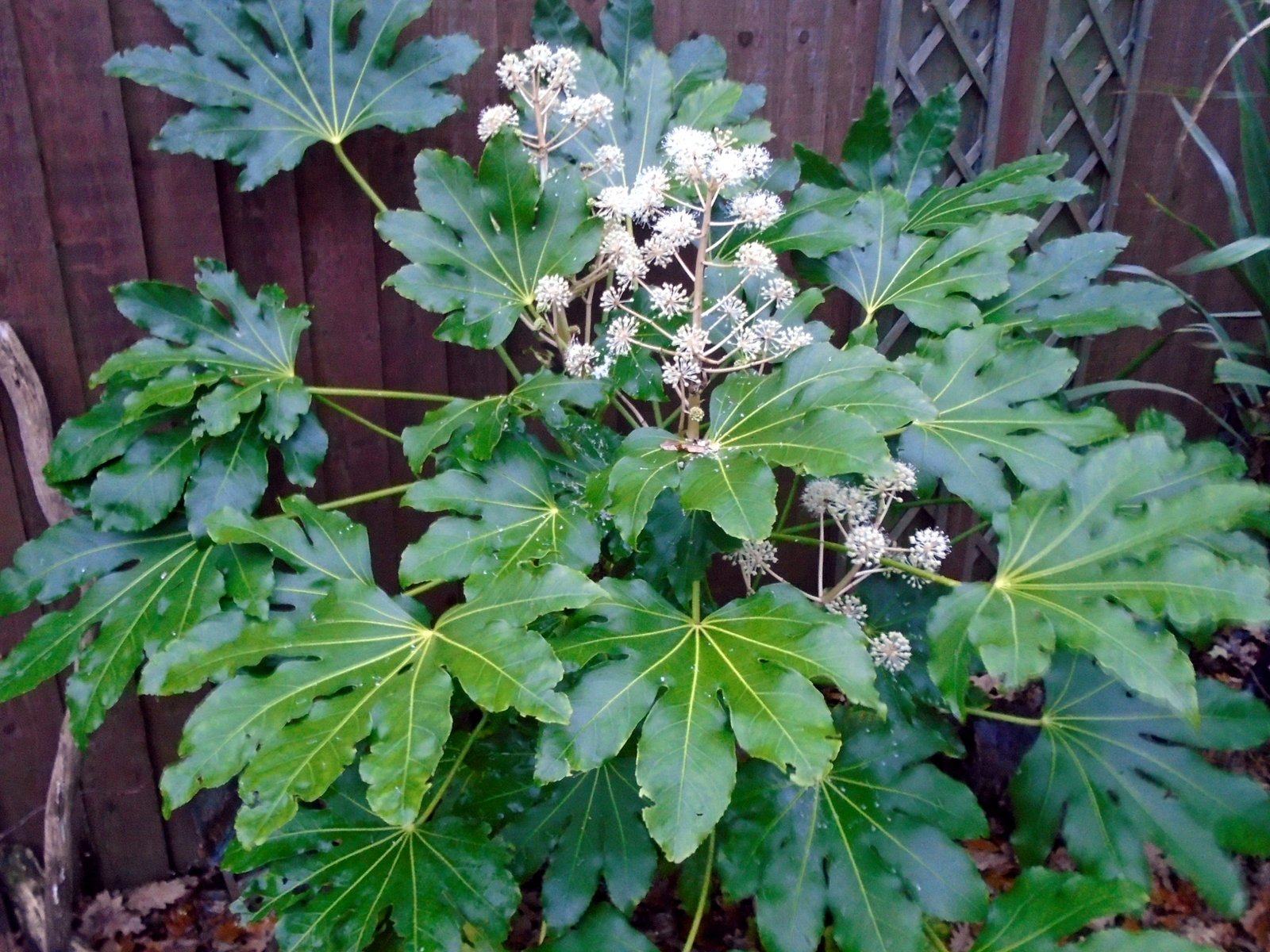 Image of the Japanese Aralia