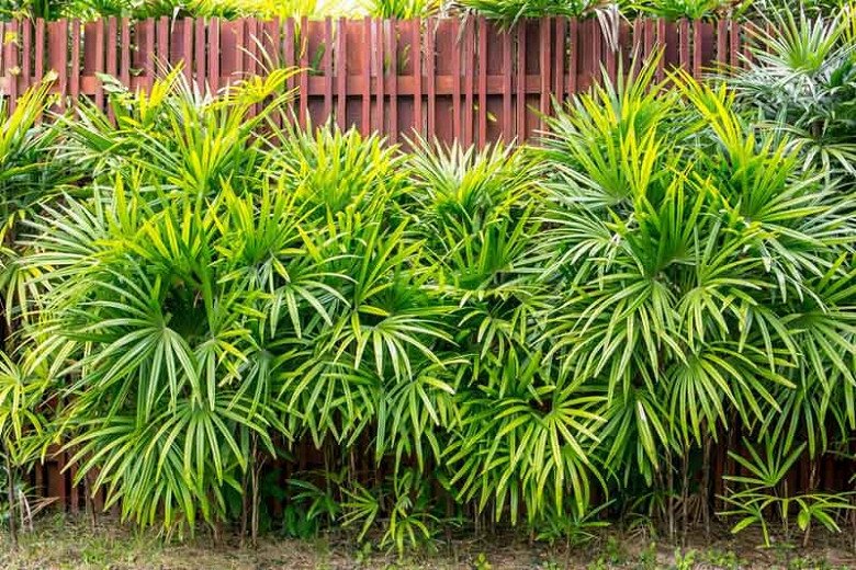 Image of the Lady palm