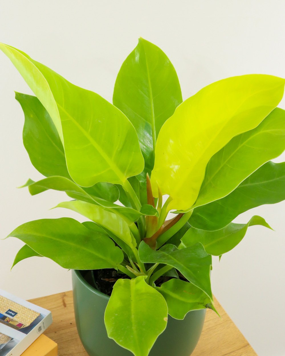 Image of the Lime philodendron