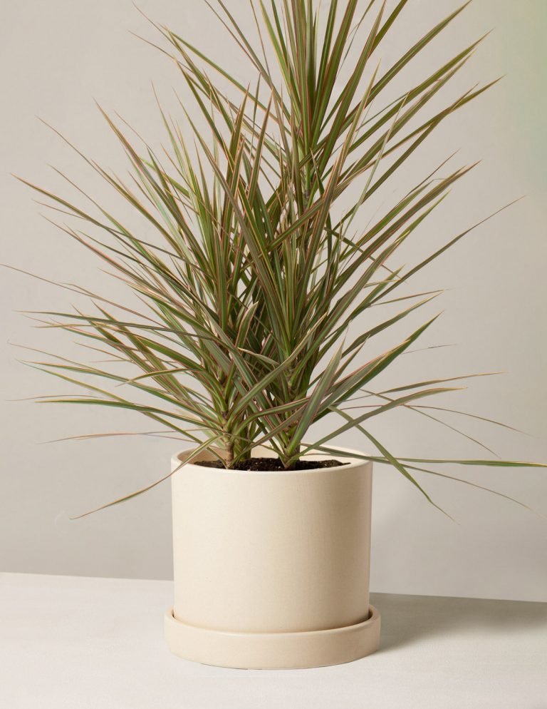 Image of the Madagascar dragon tree