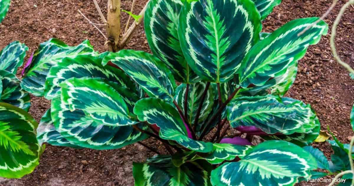 Image of the Medallion Calathea