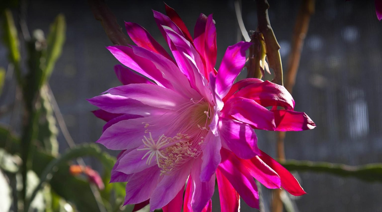 Orchid-cactus-1536x854.jpg