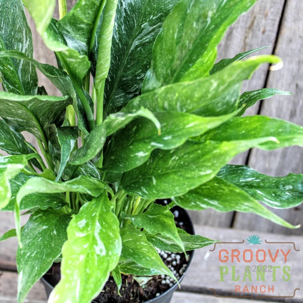 Image of the Peace lily