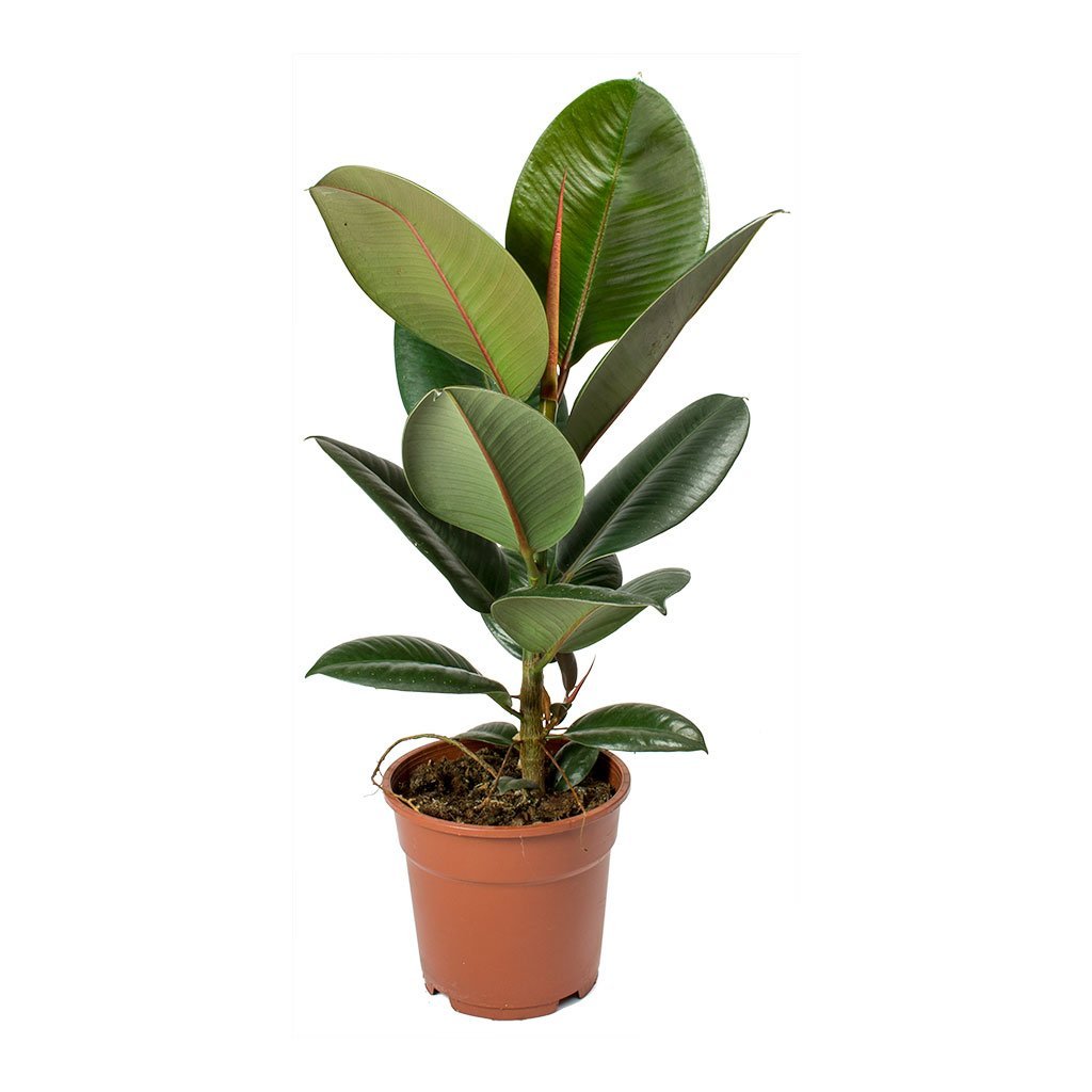 Image of the Rubber plant
