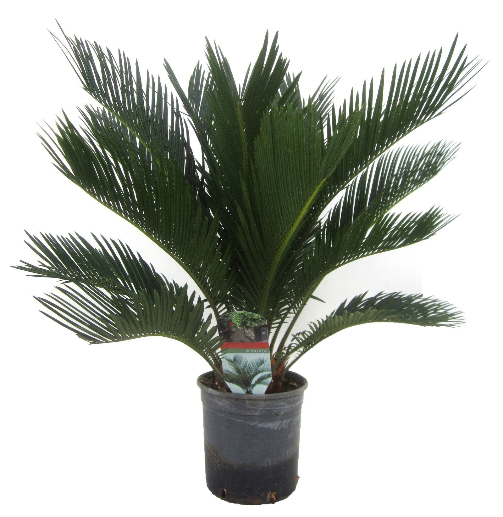 Image of the Sago palm