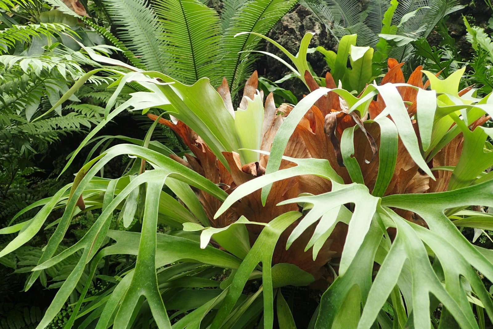 Image of the Staghorn fern