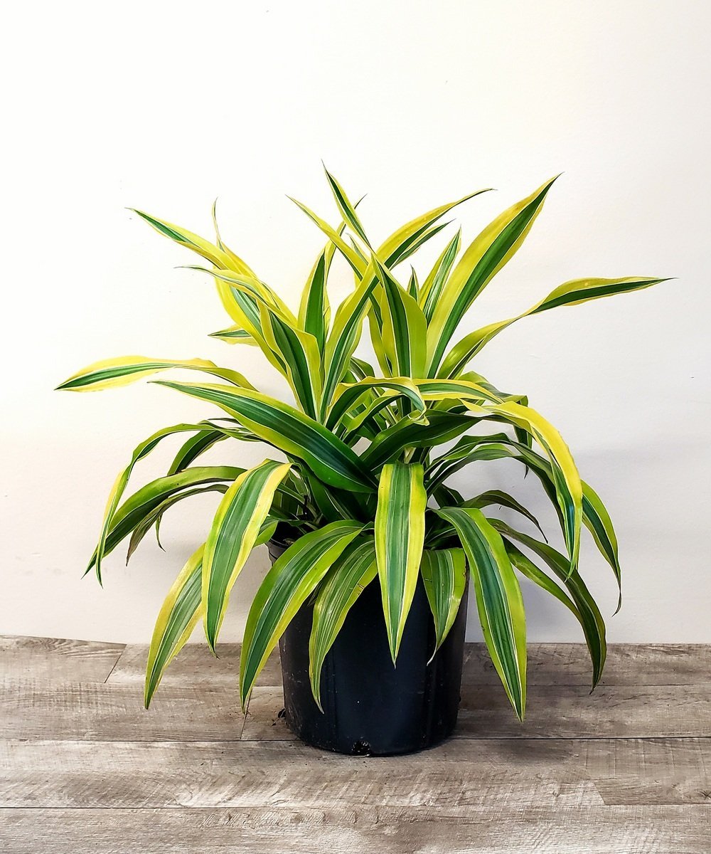 Image of the Striped Dracaena