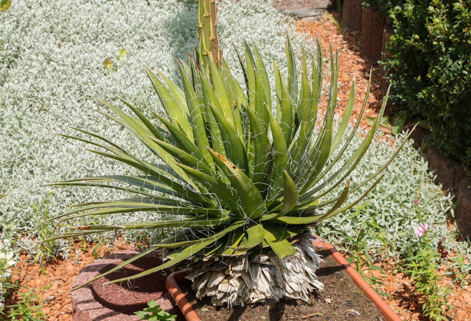 Image of the Thread Agave