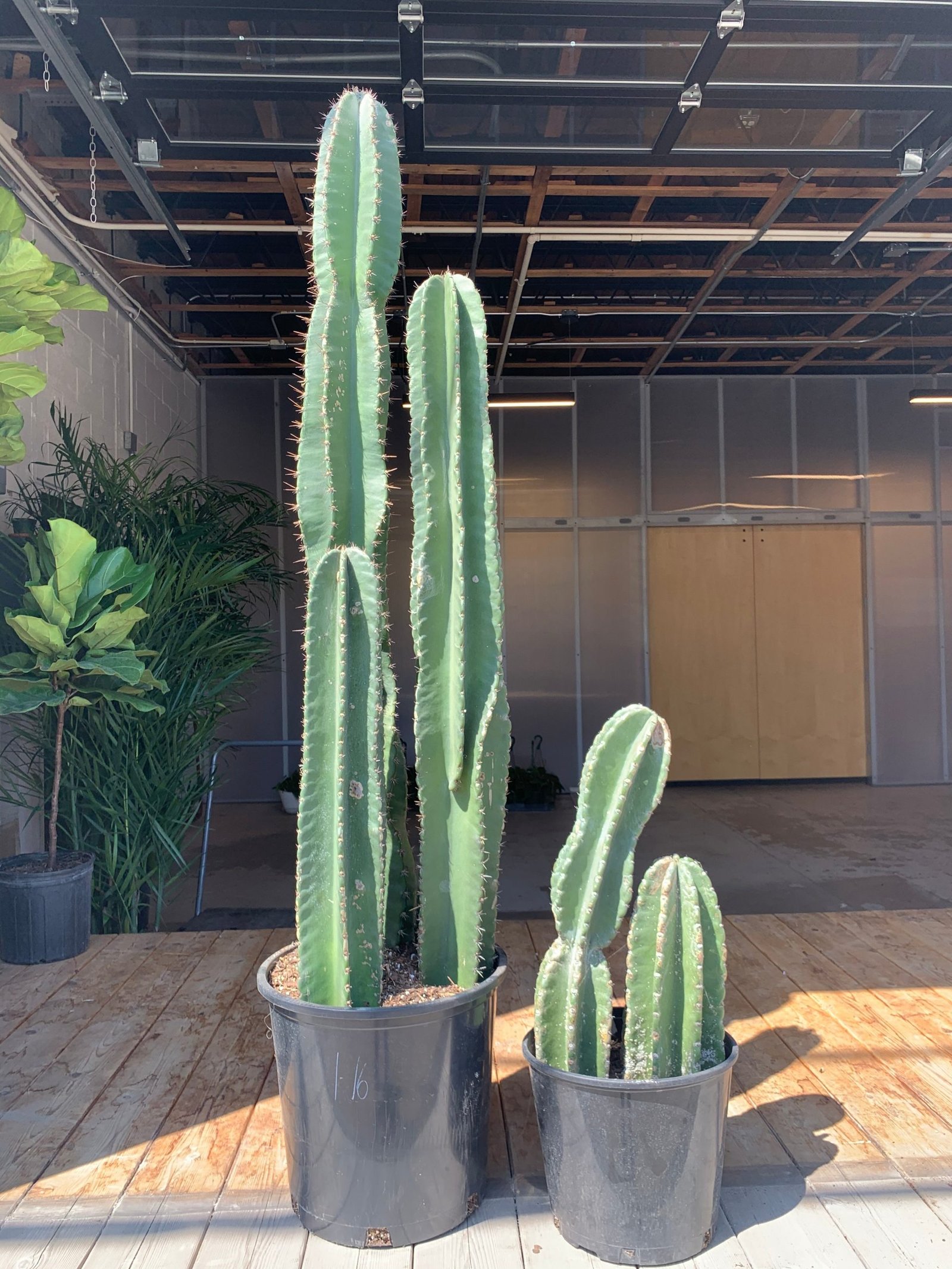 Image of the Tree-Cereus