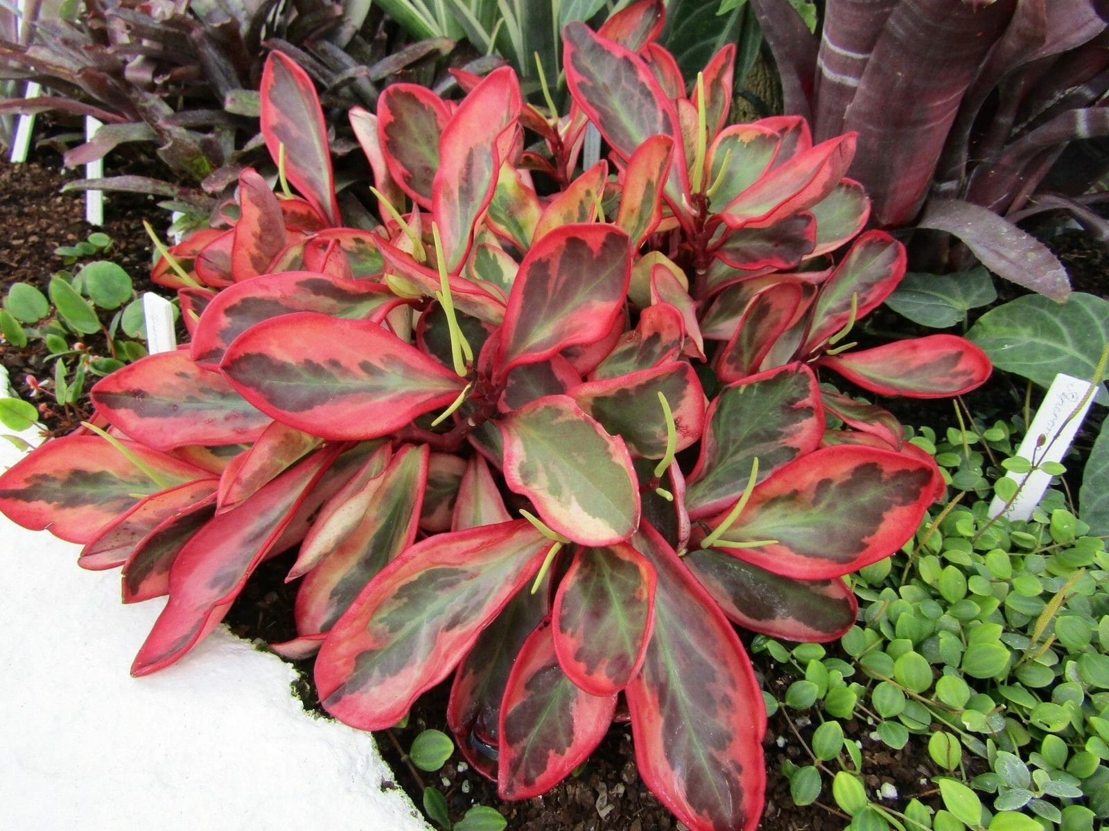 Image of the Tricolor Peperomia