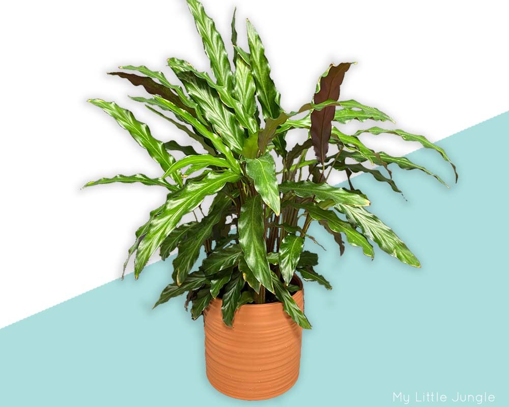 Image of the Velvet Calathea