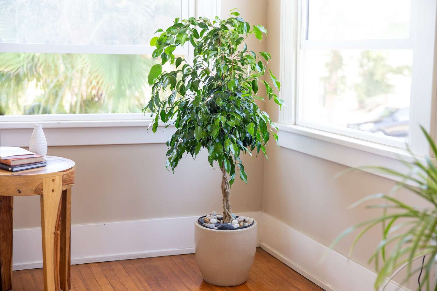 Image of the Weeping fig