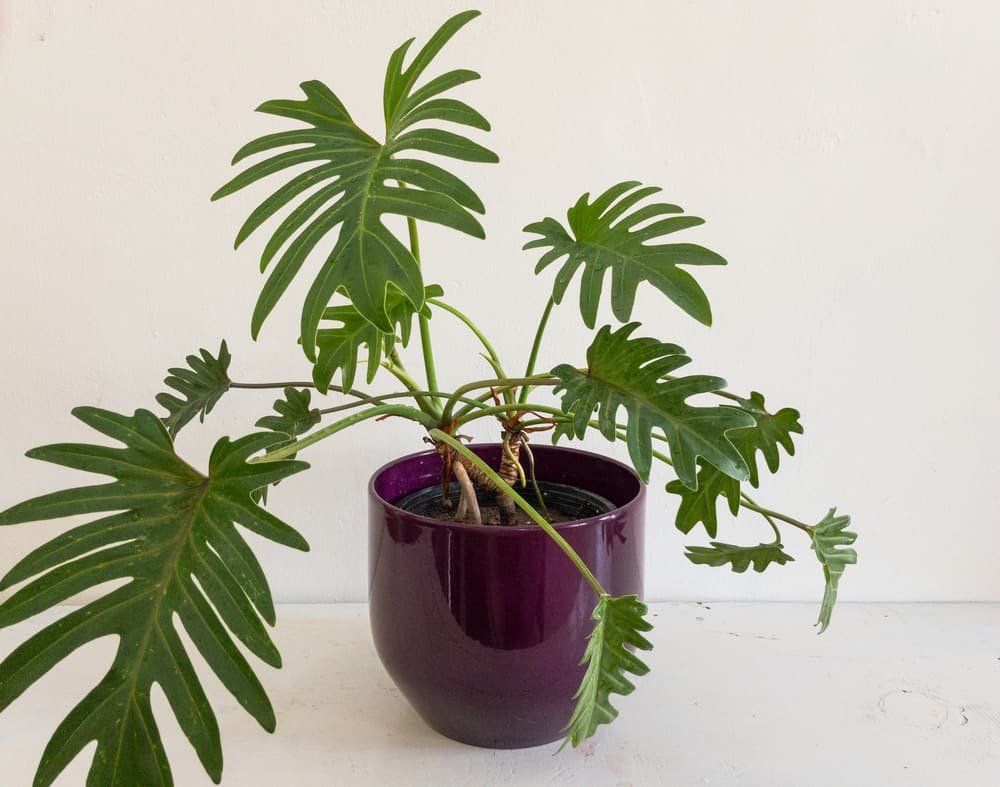 Image of the Xanadu Philodendron
