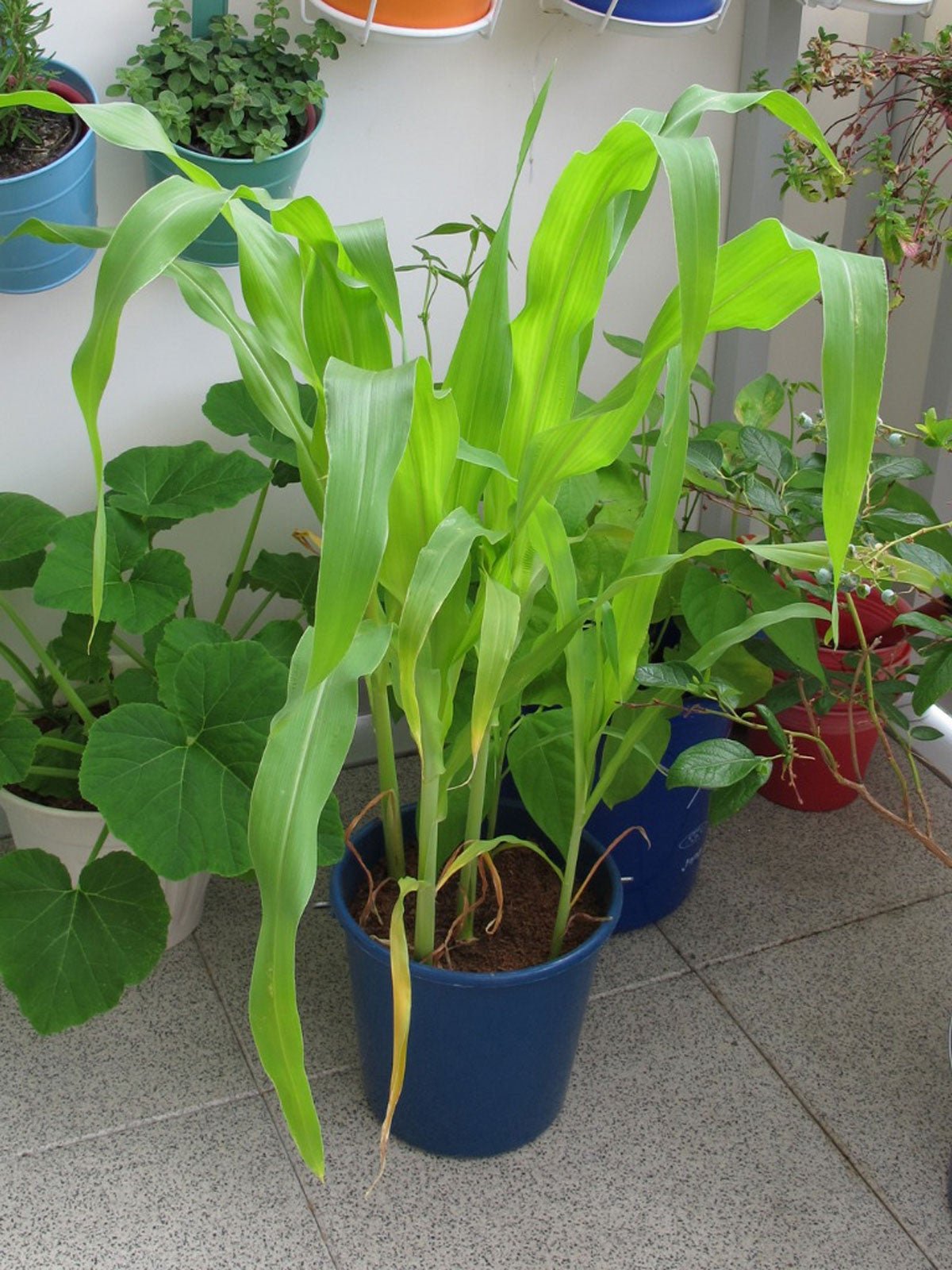 how to grow corn in a pot