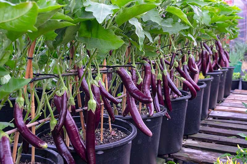 how to grow eggplant in a pot