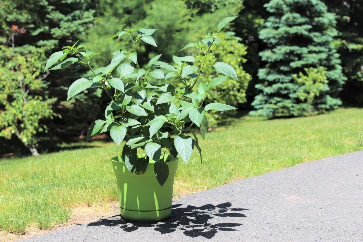 how to grow jalapenos in a pot
