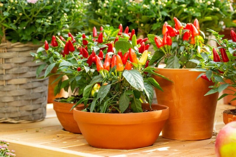 how to grow peppers in a pot