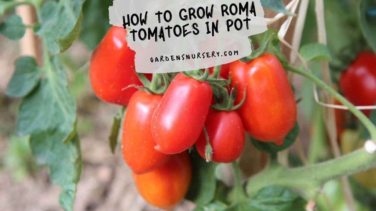 how to grow roma tomatoes in a pot