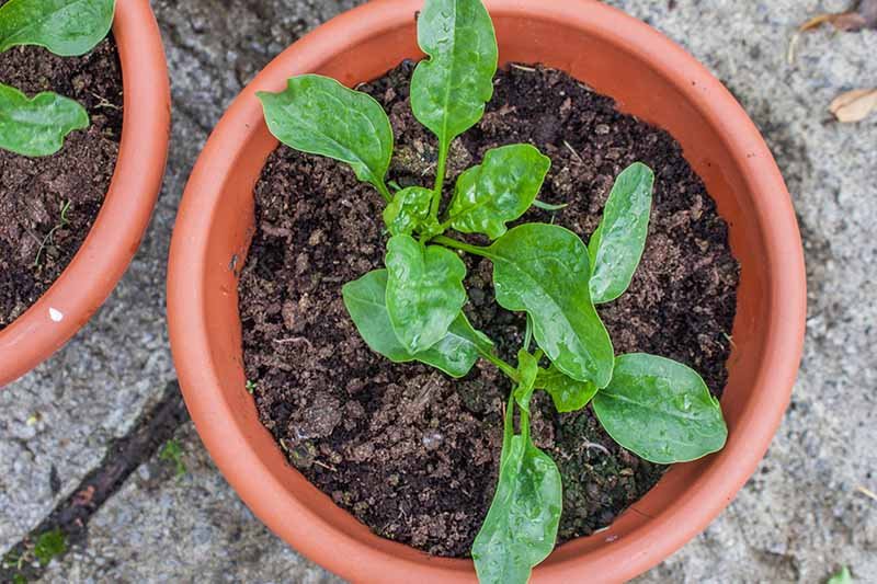 how to grow spinach in a pot