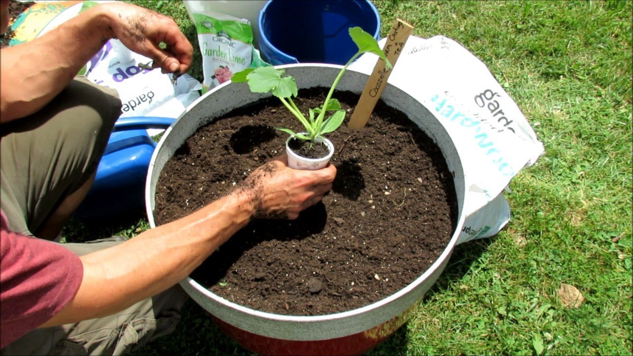 how to grow squash in a pot
