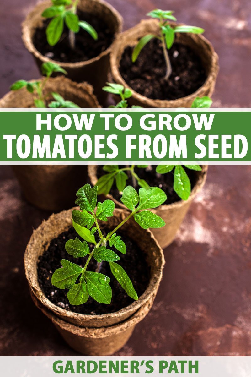 how to grow tomatoes from seeds in a pot