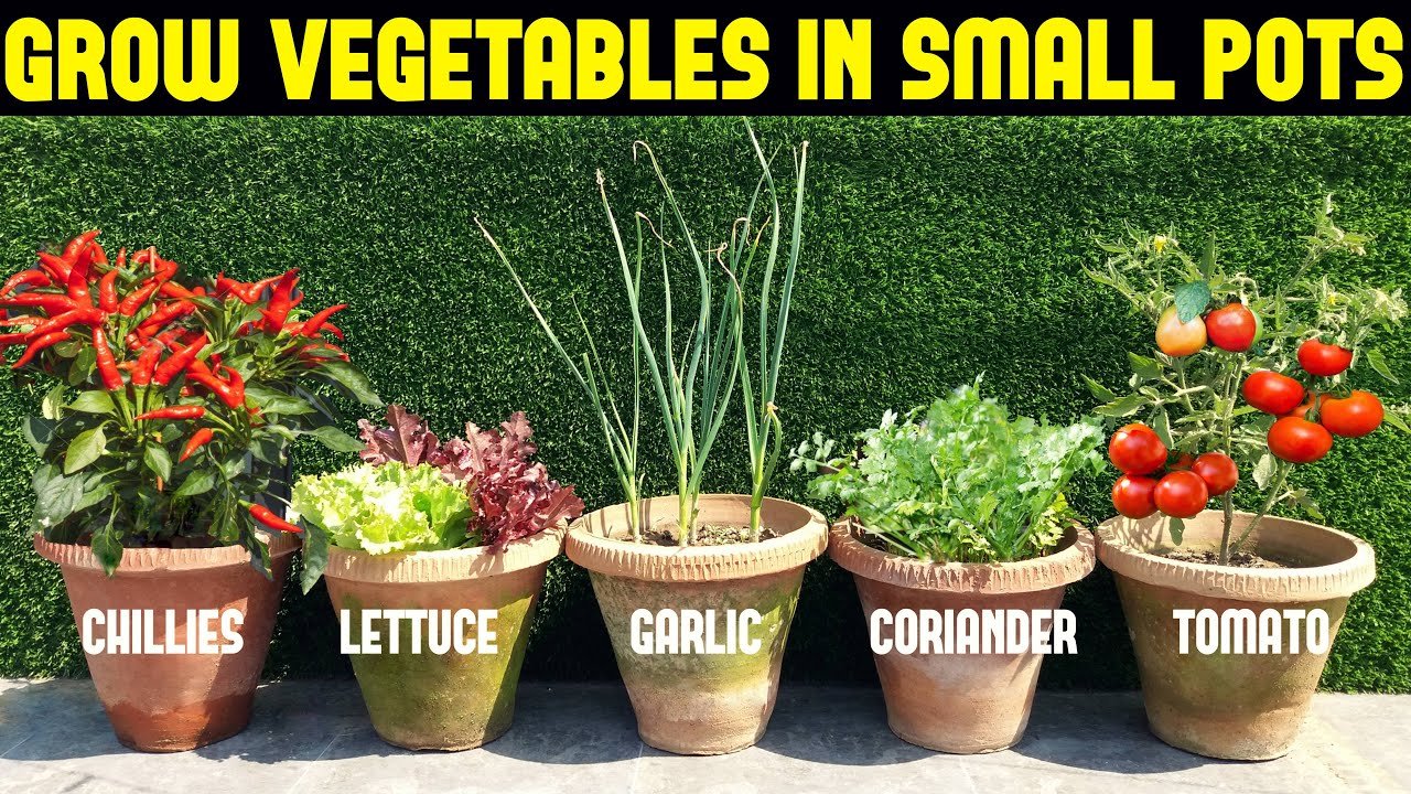how to grow vegetables in a pot