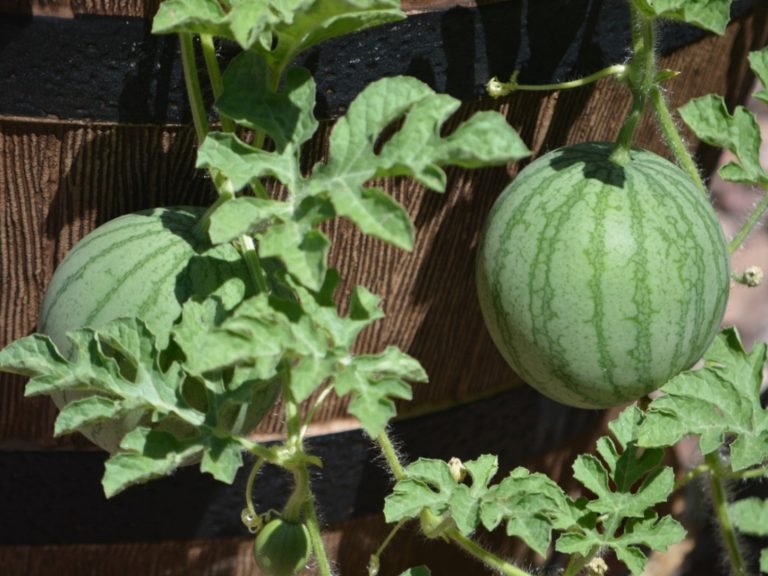 how to grow watermelon in a pot