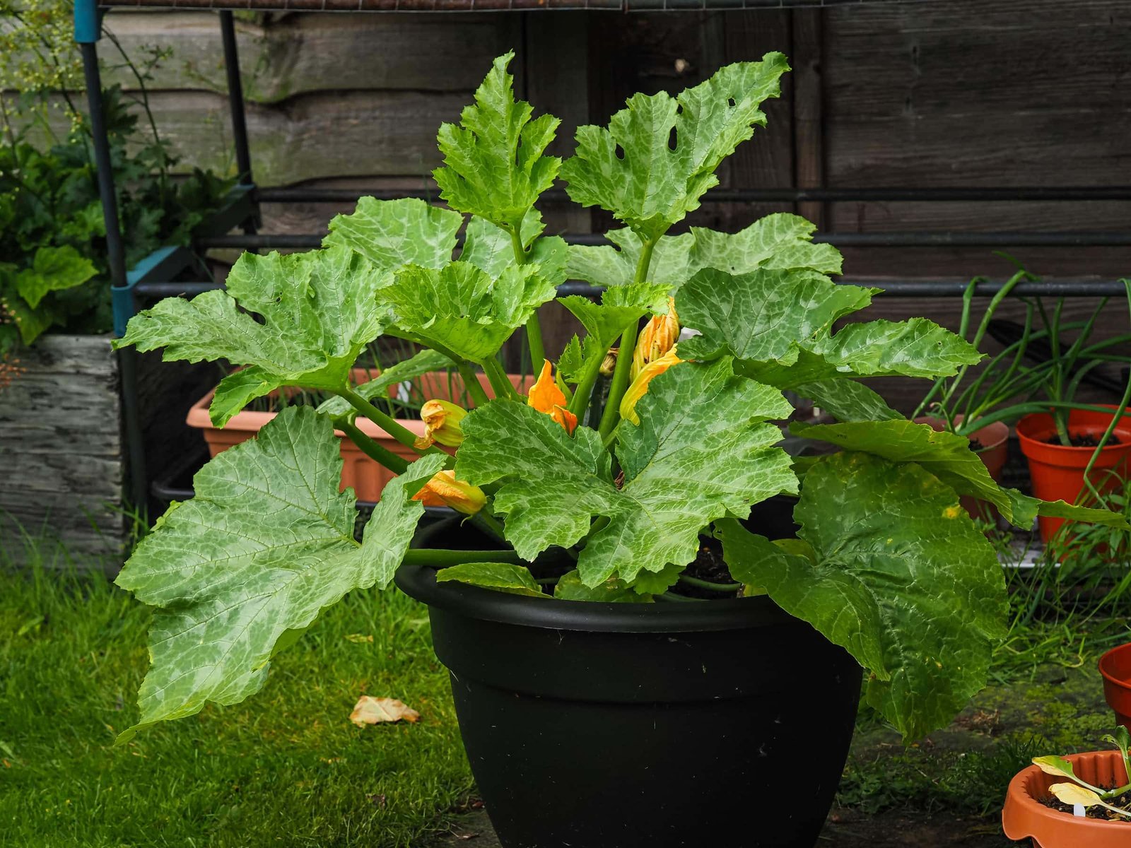 how to grow zucchini in a pot