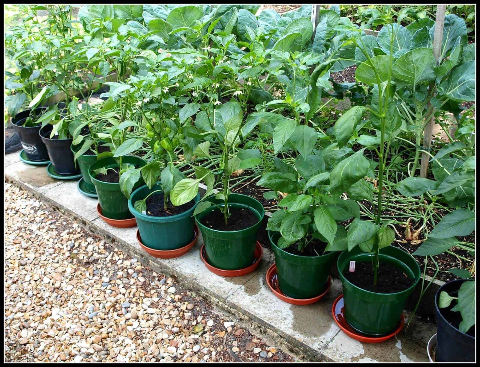 how to grow habanero peppers in a pot