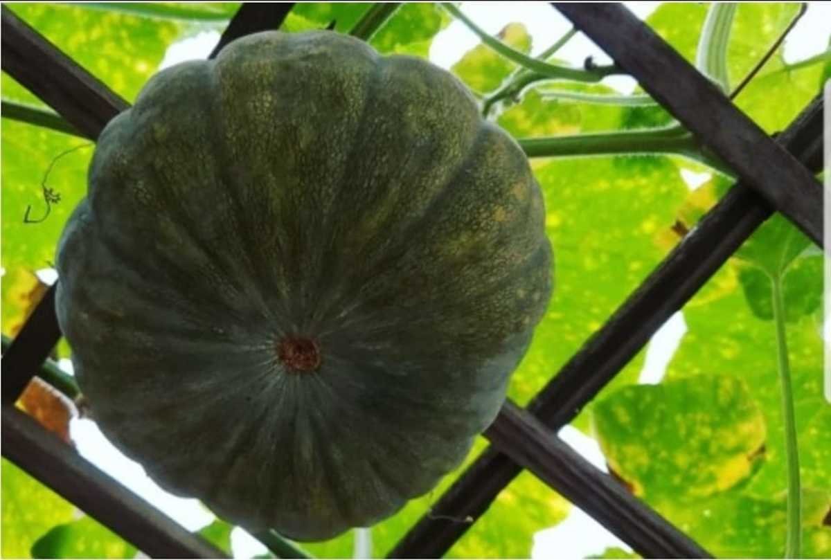 how to grow kalabasa in a pot