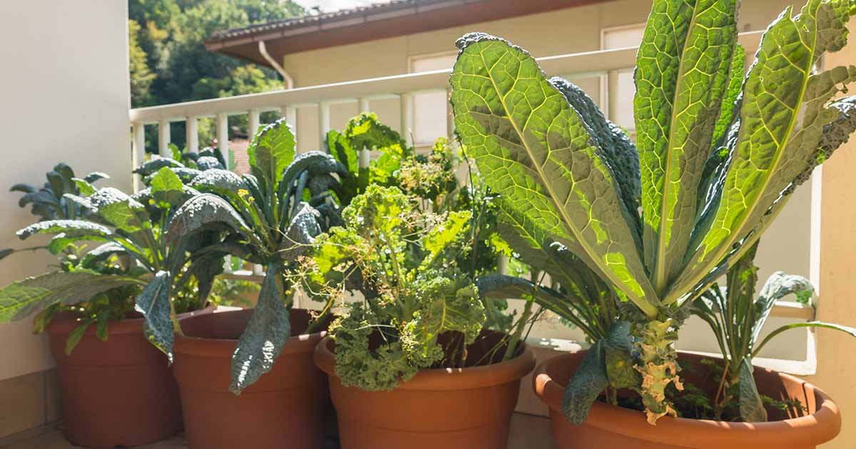 how to grow kale in a pot