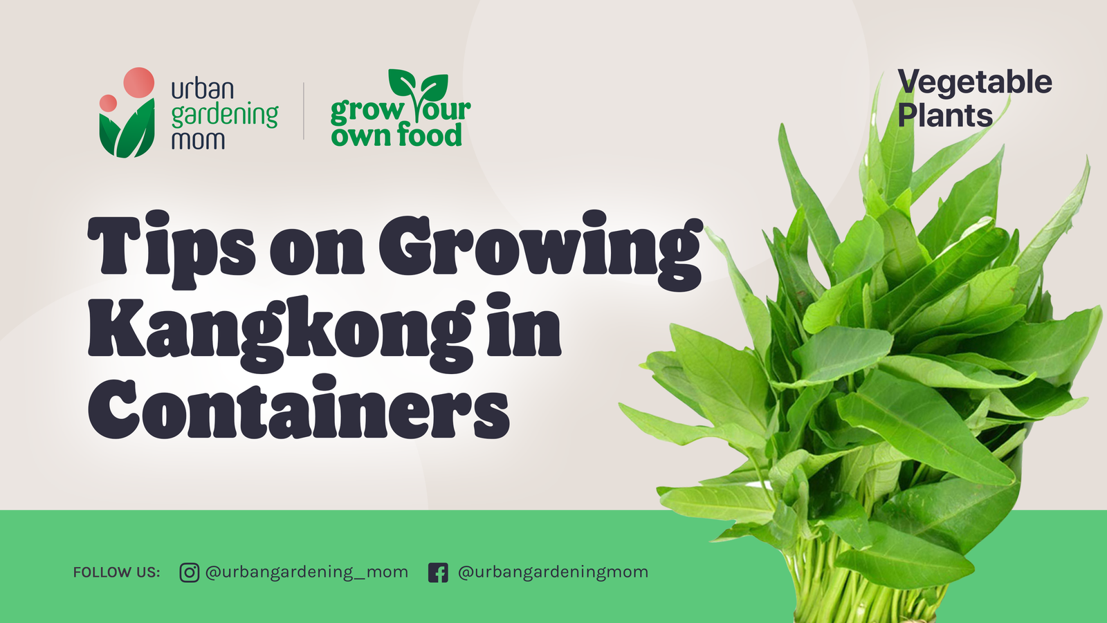 how to grow kangkong in a pot