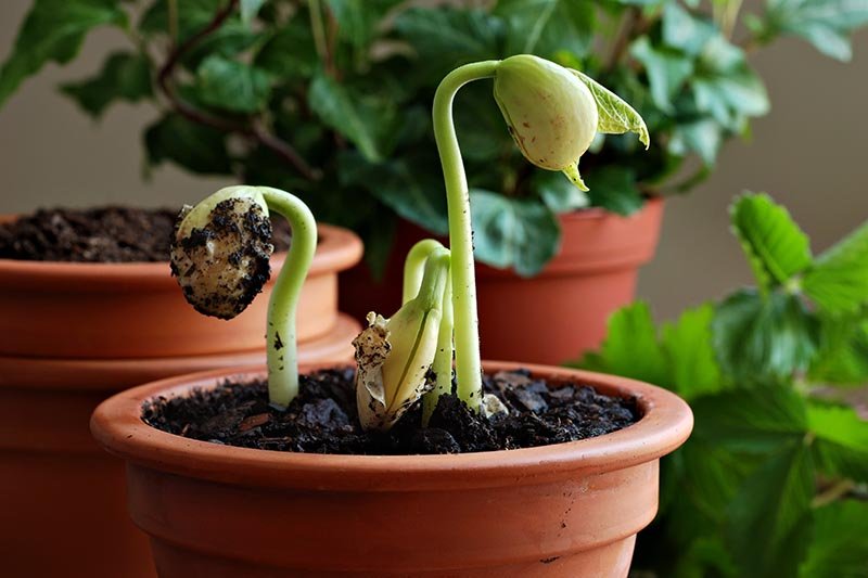 how to grow lima beans in a pot