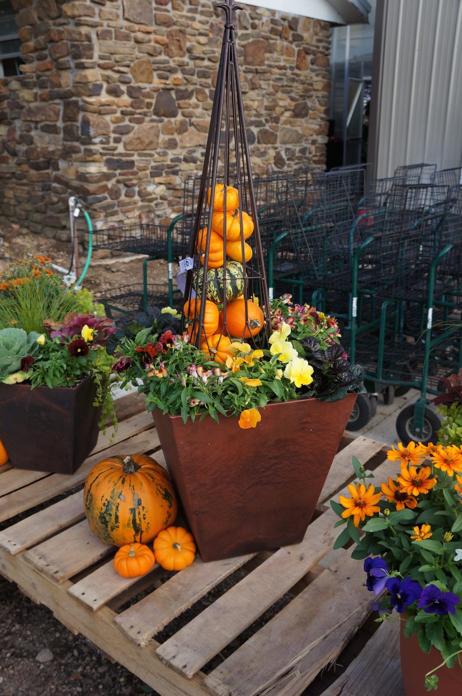 how to grow mini pumpkins in a pot