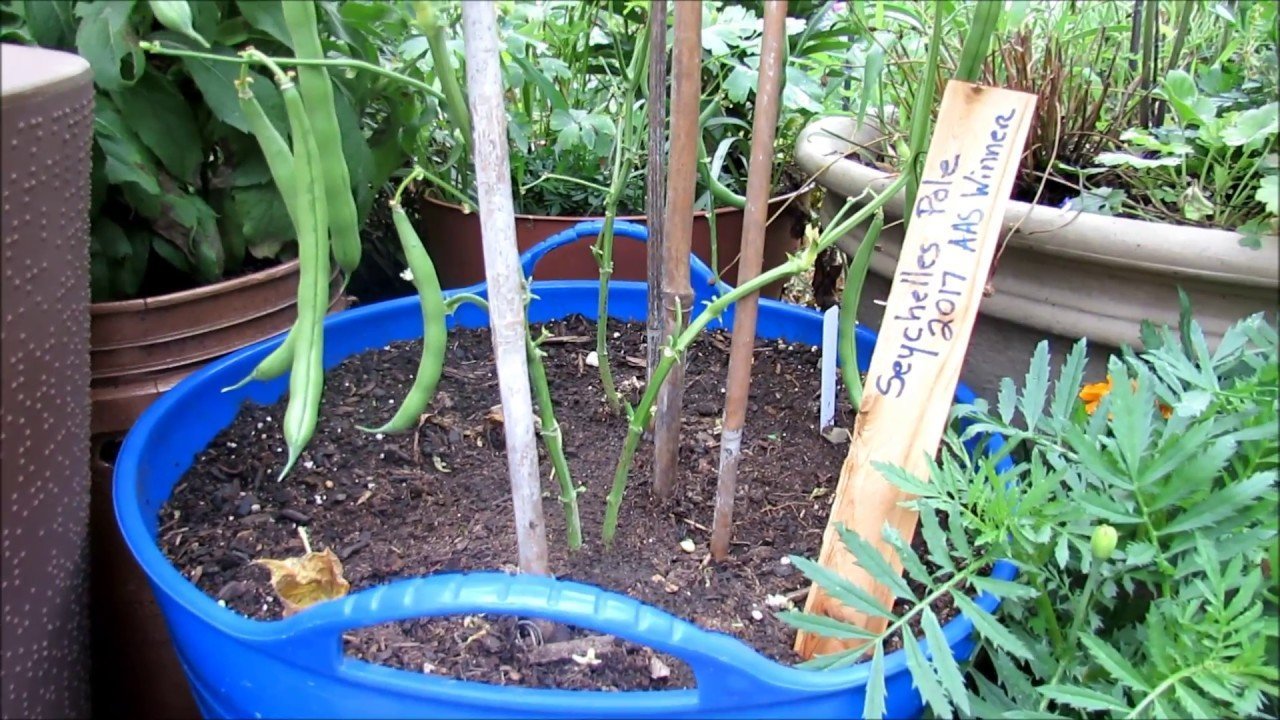 how to grow pole beans in a pot