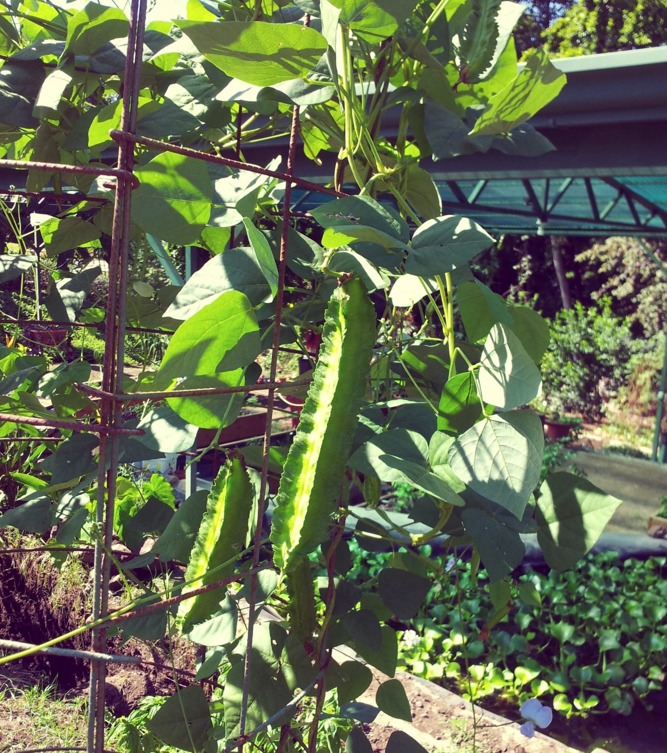 how to grow winged beans in a pot [Beginners Guide] Ispru.