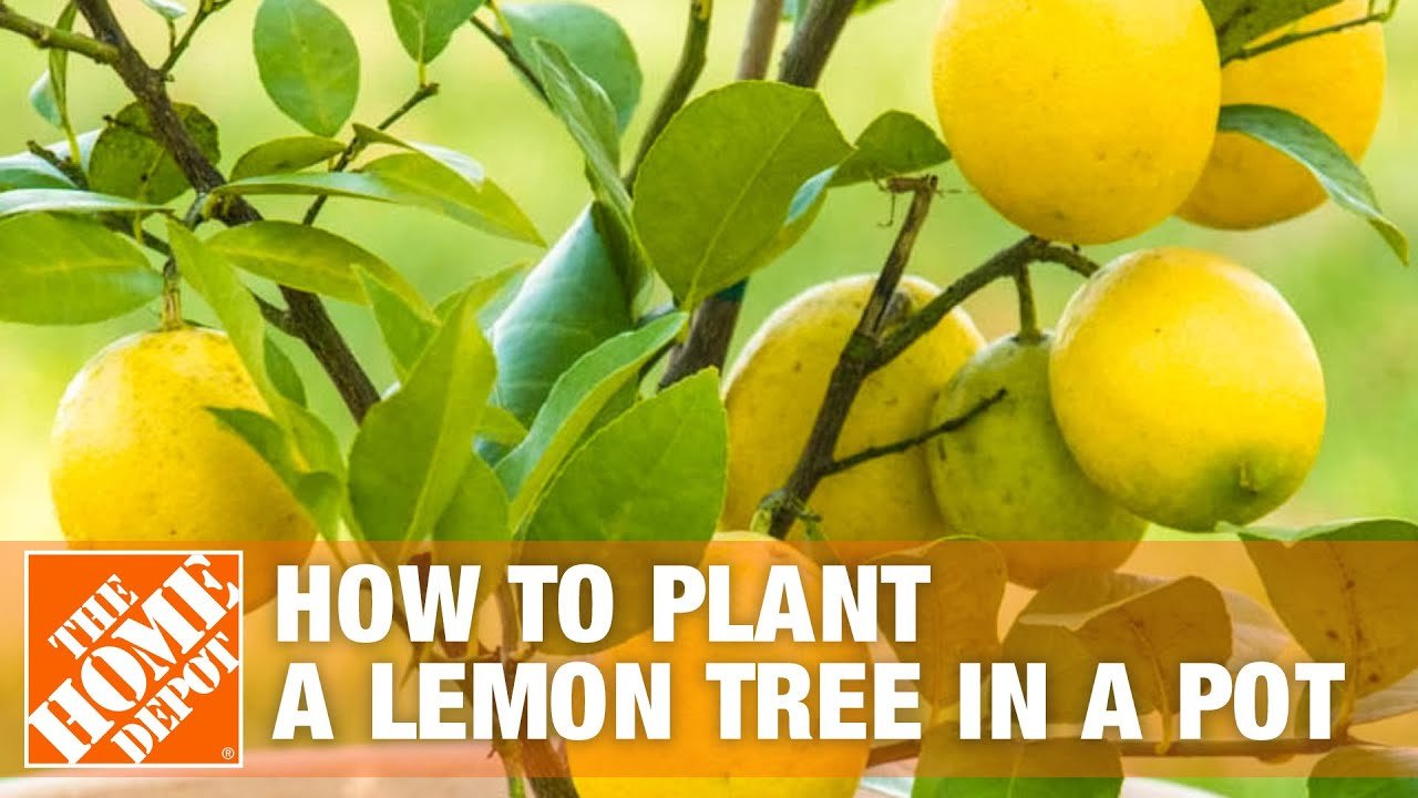 how to grow a lemon tree in a pot