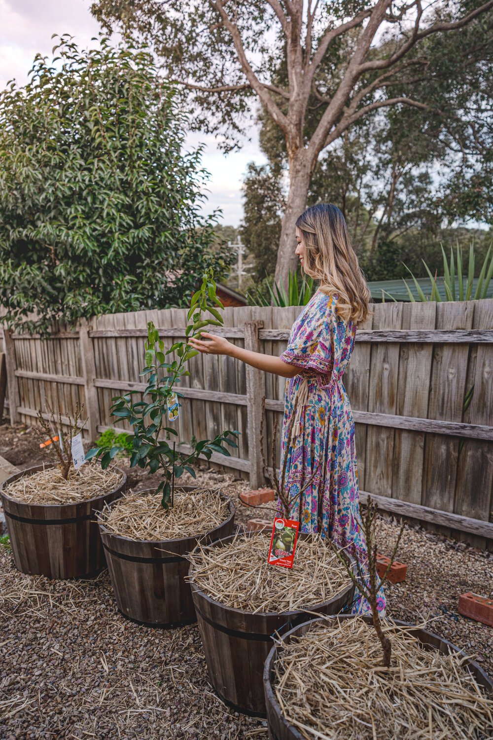 how to grow a nectarine tree in a pot